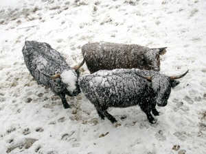 Hochlandrinder mit Schneemuetze.jpg